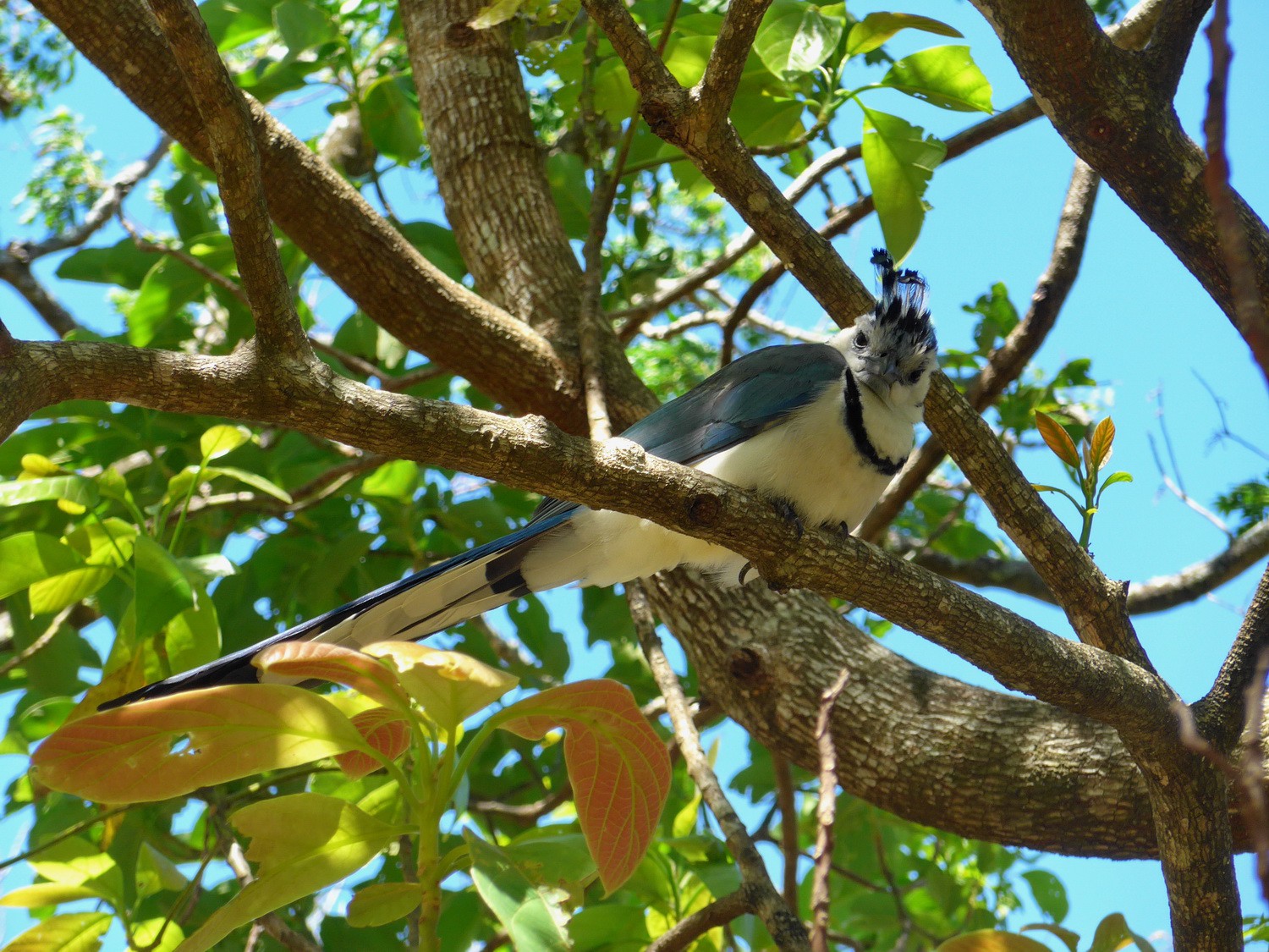 Funny Jay at the gate of the national park